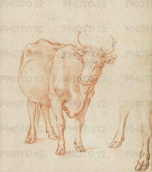 Studies of a cow,  c.1603. Creator: Abraham Bloemaert.