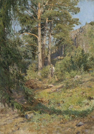 Pine Forest Skutudden, 1887. Creator: Carl Ludwig Trägardh.