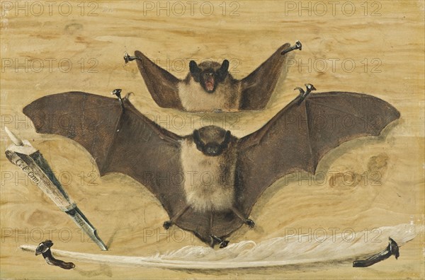 Trompe l'oeil: Two bats nailed to a timber wall, knife and quill pen ("The Bat Painting"), 1738. Creator: Gabriel Orm.