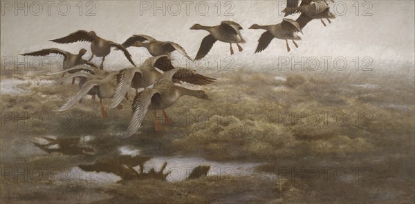 Wildgeese Settling, 1907. Creator: Bruno Liljefors.