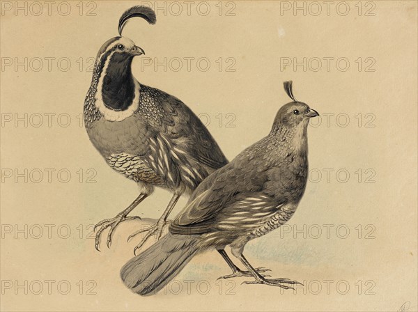 Gamble Quail, 1858. Creator: Charles Christian Nahl.