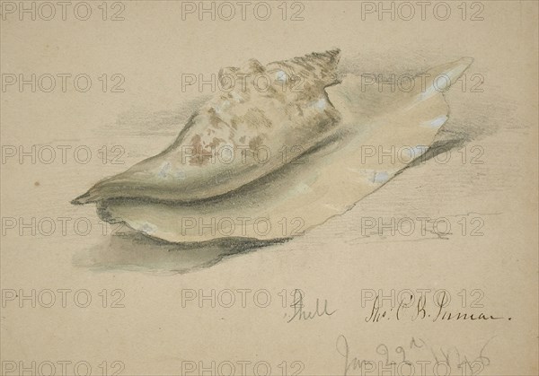 Conch Shell, 1846. Creator: John O'Brien Inman.