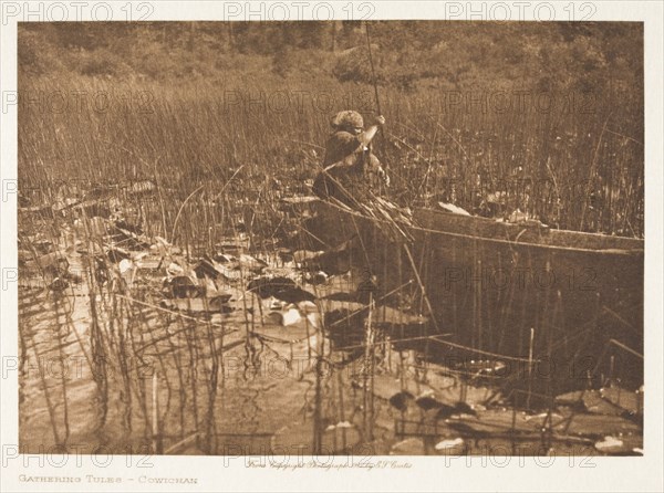 Gathering Tules-Cowichan, 1912. Creator: Edward Sheriff Curtis.
