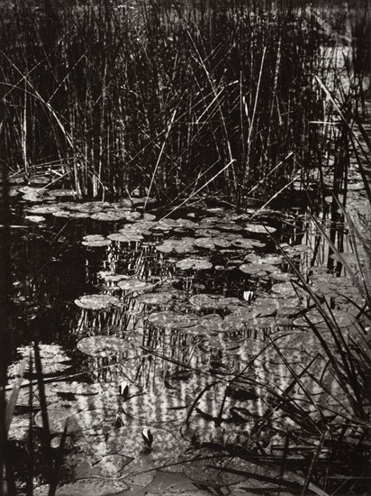 Nenuphars, c1890s, (1956). Creator: Eugene Atget.