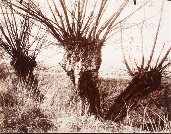 Saules, Printed 1921-1922. Creator: Eugene Atget.