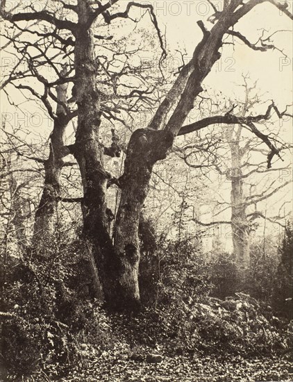 Près le Bodmer (Close to the Bodmer Oak), c.1858. Creator: Eugène Cuvelier.