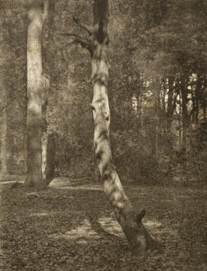 In Deerleap Woods, Printed 1900 circa. Creator: Frederick Henry Evans.