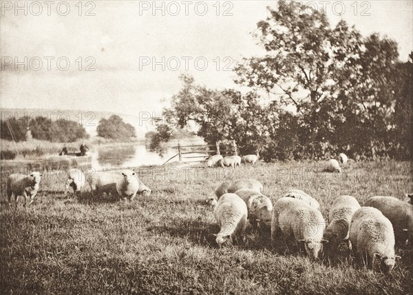 A Study Of Sheep, Printed 1889-1891. Creator: J. B. B. Wellington.