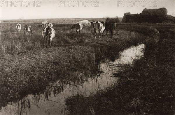 Cattle on the Marshes, 1886. Creator: Peter Henry Emerson.