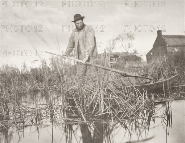 Cutting the Gladdon, 1886. Creator: Peter Henry Emerson.