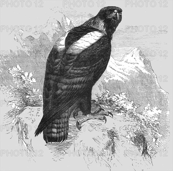 'The Imperial Eagle; A Naturalist's Ride in the Atlas Mountains', 1875. Creator: Unknown.