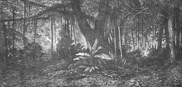 'Forest in Java; Speculations concerning Former Southern Geographies', 1875. Creator: Unknown.
