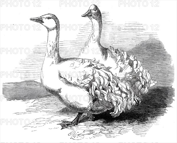 Sebastopol geese at the Crystal Palace poultry show, 1860. Creator: Harrison Weir.