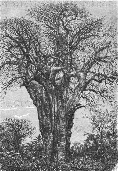 'The Baobab (Adansonia digitata, Linn.)', 1875. Creator: W. Carruthers.