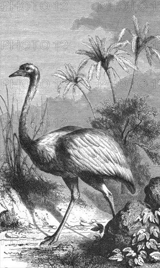 'South American Ostrich; Old South American Geographies', 1875. Creator: Unknown.