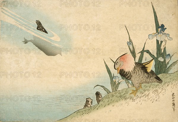 Mandarin Ducks, 19th century. Creator: Hokusai.