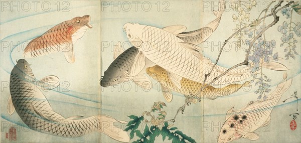 Carp with Wisteria, c1889. Creator: Tsukioka Yoshitoshi.