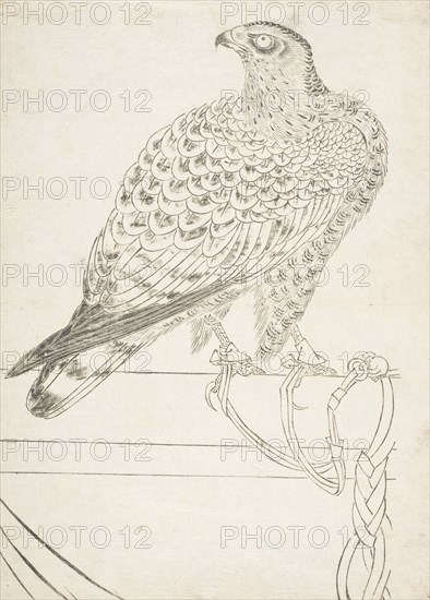 Fighting Hawk, early 18th century. Creator: Unknown.