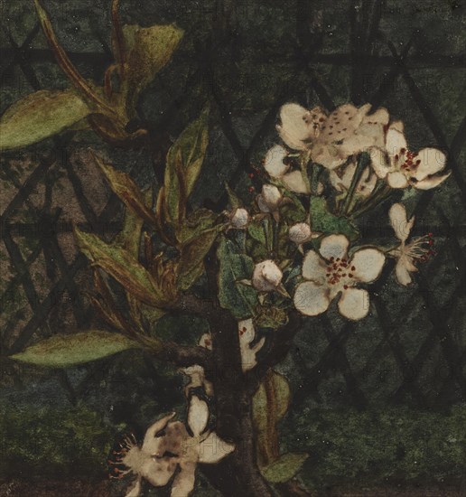 Crab Apple Blossom, 1863. Creator: Leon Bonvin.