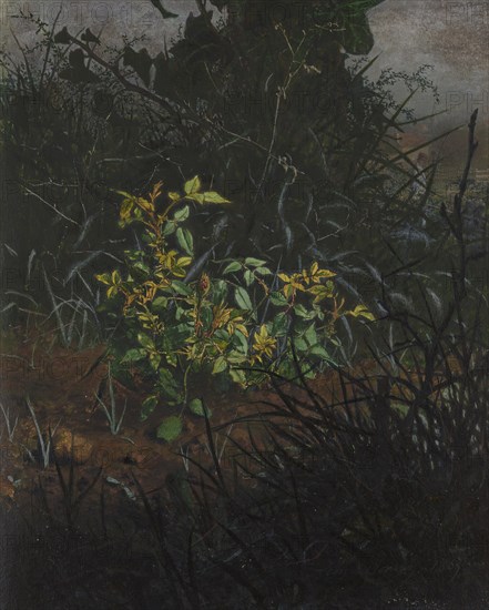 Rose Bush in a Thicket, 1865. Creator: Leon Bonvin.