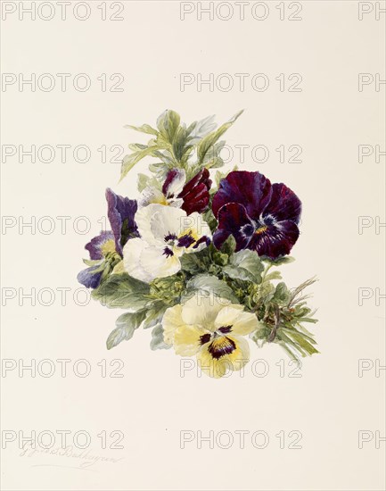 Pansies, c1865. Creator: Gerardina Jacoba van de Sande Bakhuyzen.