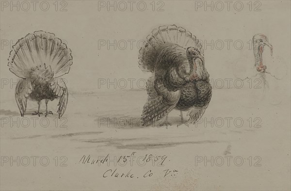 Three Turkeys, 1859. Creator: David Hunter Strother.