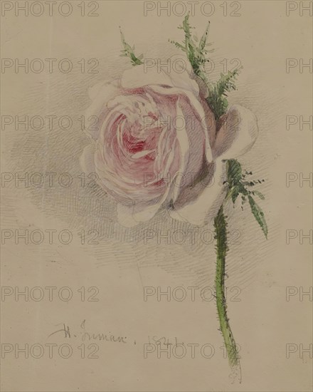 A Rose, 1841. Creator: Henry Inman.