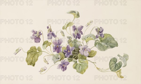 Violets, c1875. Creator: Gerardina Jacoba van de Sande Bakhuyzen.