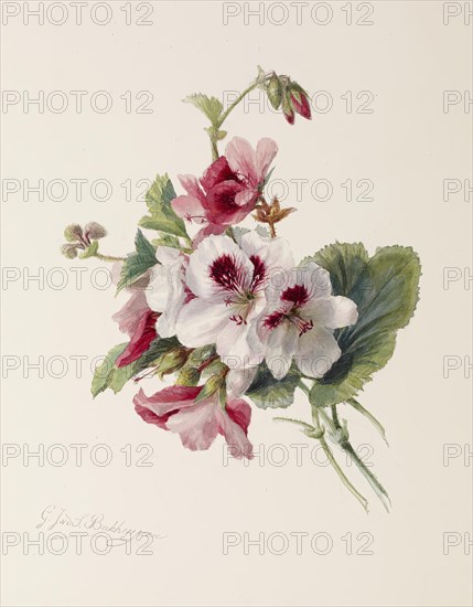 Flower Study, c1875. Creator: Gerardina Jacoba van de Sande Bakhuyzen.