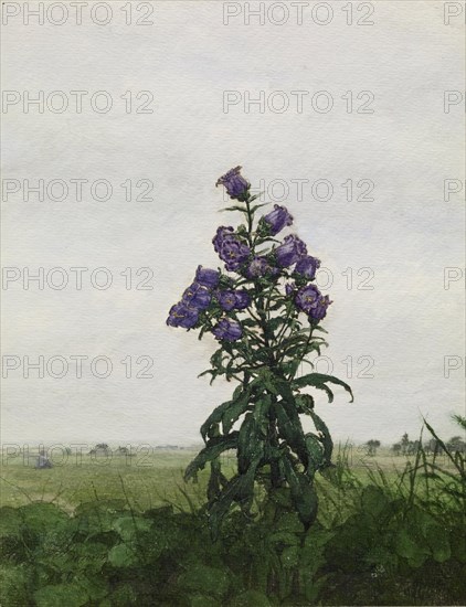 Campanula in front of a Landscape, 1863. Creator: Leon Bonvin.