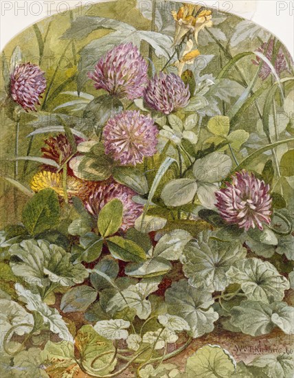 Red Clover with Butter-and-Eggs and Ground Ivy, 1860. Creator: William Trost Richards.