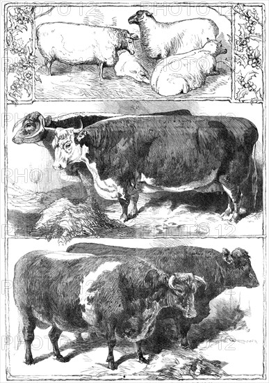 Prize animals of the Smithfield Club Cattle Show, 1860. Creator: Unknown.