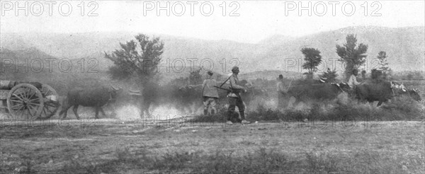 'Autour de la bataille ; Un gros canon francais tire par un attelage de dix buffles', 1916. Creator: Unknown.