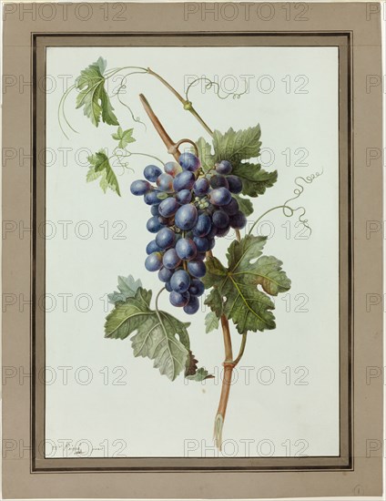 Study of a Bunch of Grapes, 1790/1810. Creator: Madame Peigne.