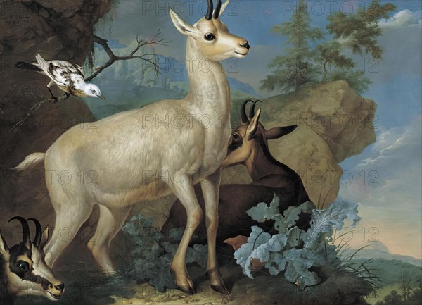 Three chamois and a blackbird, 1722. Creator: Philipp Ferdinand de Hamilton.