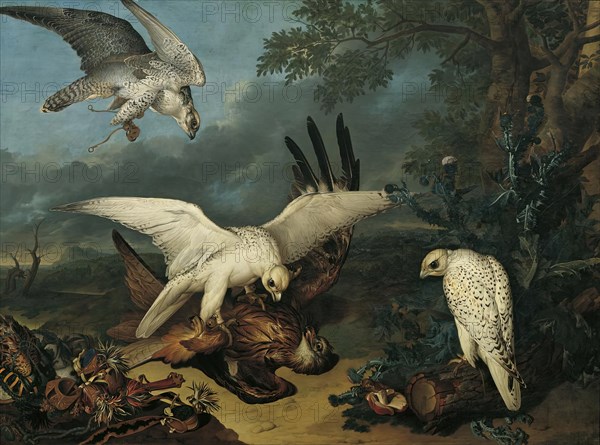 A red kite defeated by Icelandic falcons, c1745. Creator: Philipp Ferdinand de Hamilton.