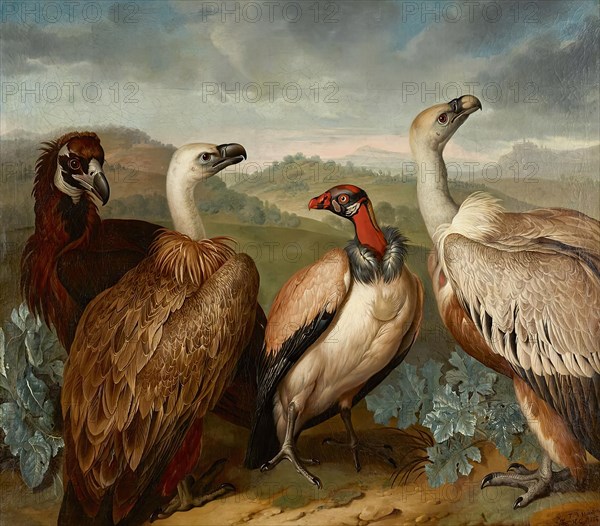 Four vultures of different species, 1723. Creator: Philipp Ferdinand de Hamilton.