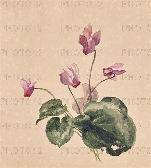 Cyclamen, undated. Creator: Anton Hartinger.