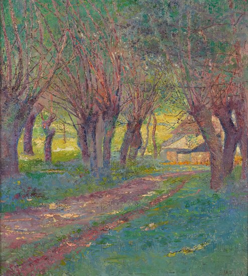 Pollarded willows in Weyer, 1909. Creator: Franz Jaschke.