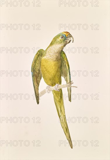 Parrot, around 1840/1850. Creator: Leopold von Stoll.