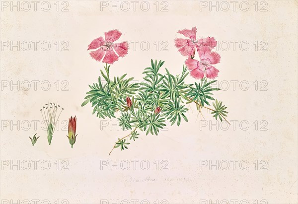 Alpine carnation (Dianthus alpinus), undated. (c1850s) Creator: Leopold von Stoll.