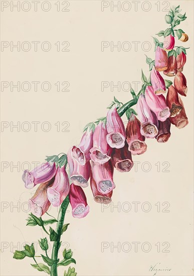 Foxglove, 1830/1840. Creator: Sebastian Wegmayr.