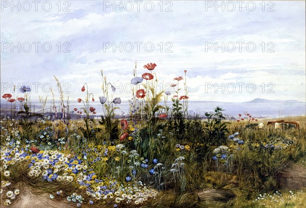 Wildflowers with a View of Dublin Bay from Kingstown, 1830s. Creator: Andrew Nicholl.