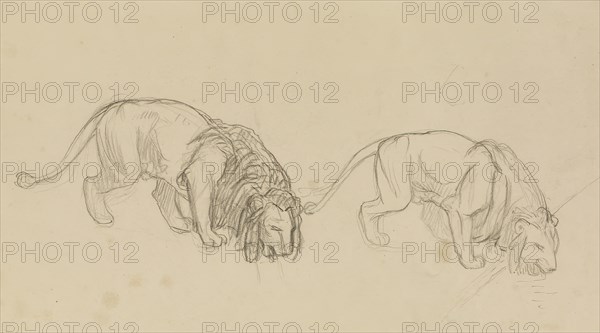 Study of Lions, c1900. Creator: Jean-Leon Gerome.