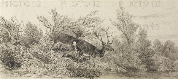 Stag In The Woods, 19th century. Creator: Karl Bodmer.