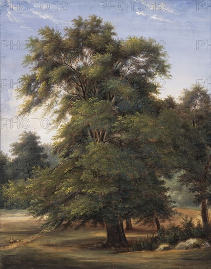 Study of a Tree, between circa 1800 and circa 1805. Creator: Jean-Victor Bertin.