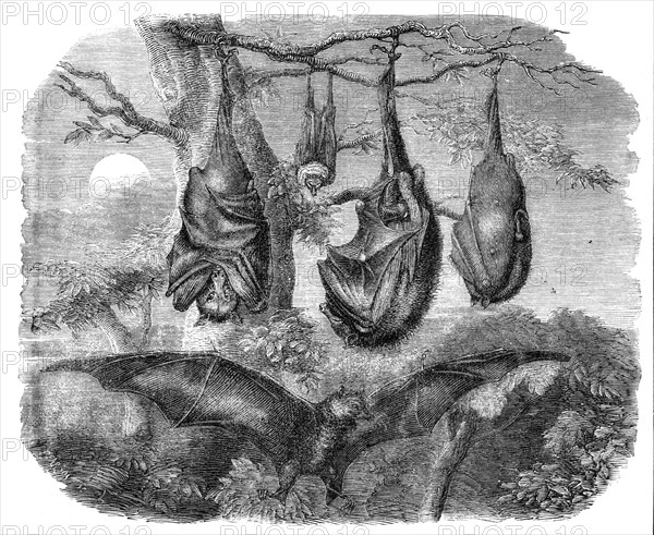 Flying Foxes recently added to the Zoological Society's Gardens, Regent's Park, 1861. Creator: Unknown.