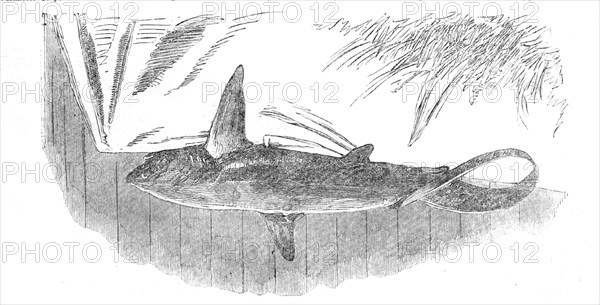 Shark caught off Exmouth, 1861. Creator: Unknown.