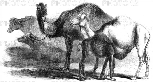 Animals at the Florence Exposition: buffaloes - camels from the Royal Domain of San Rossore, 1861. Creator: Unknown.