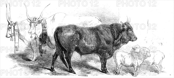 Animals at the Florence Exposition: pair of oxen from the Royal Domain of the..., and Merino, 1861. Creator: Unknown.